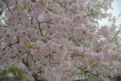 さくら満開①