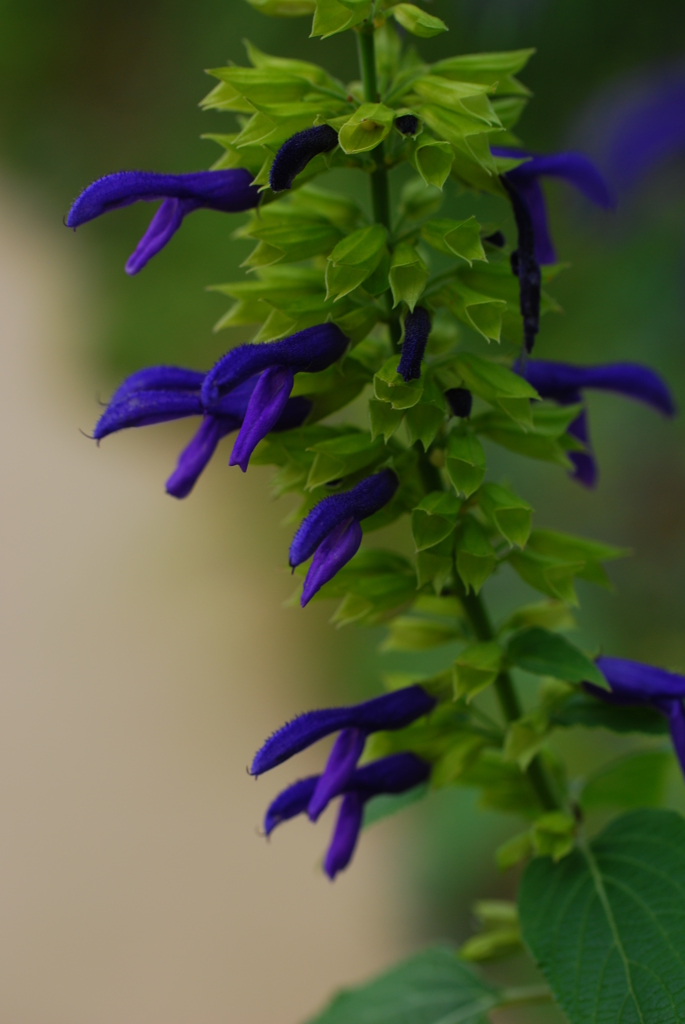 おしゃべりいやこわ～