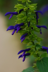 おしゃべりいやこわ～