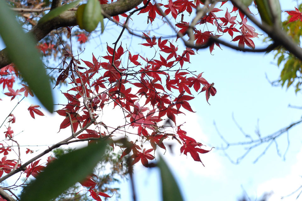 紅と青