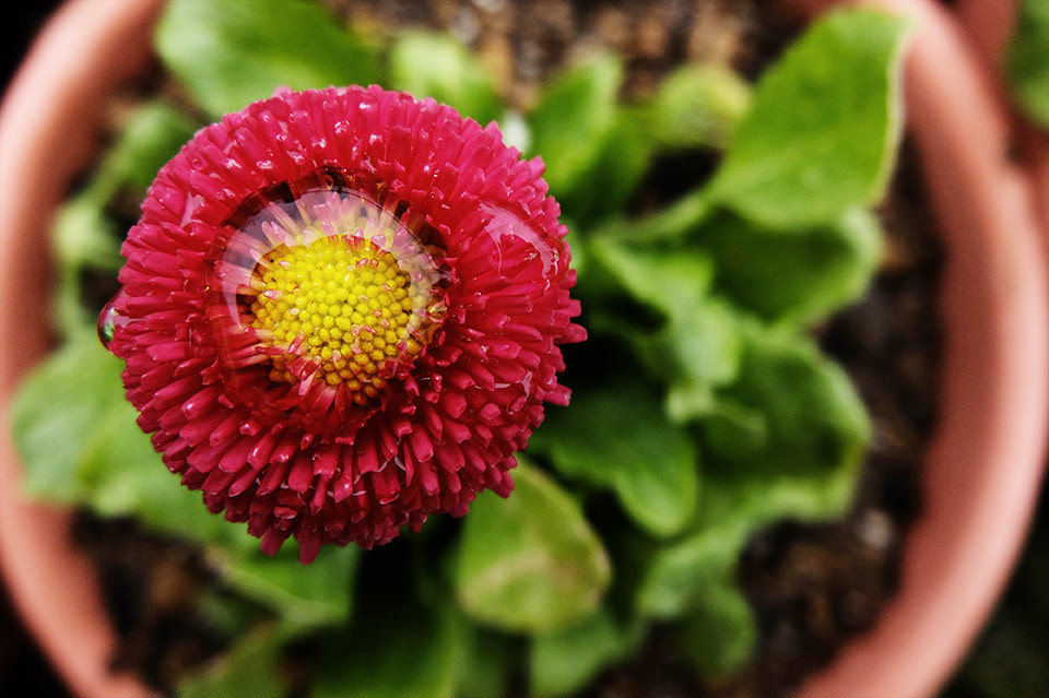 花レンズ