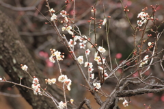 春は近いかな？　その３