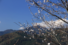 冬を告げる桜