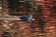 紅き水面に