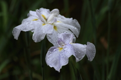 花菖蒲