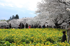 春の香り