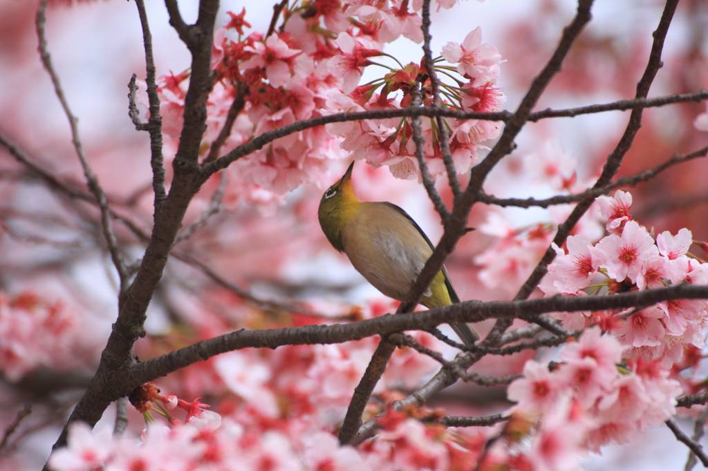 春が来た　その１