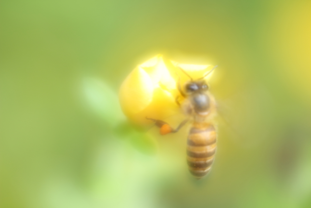 蜜蜂ハッチⅡ