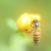 蜜蜂ハッチⅡ