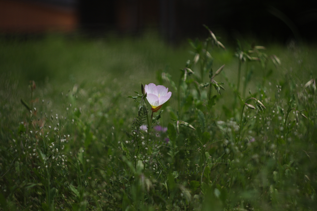 オールドレンズでⅤ