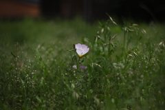 オールドレンズでⅤ
