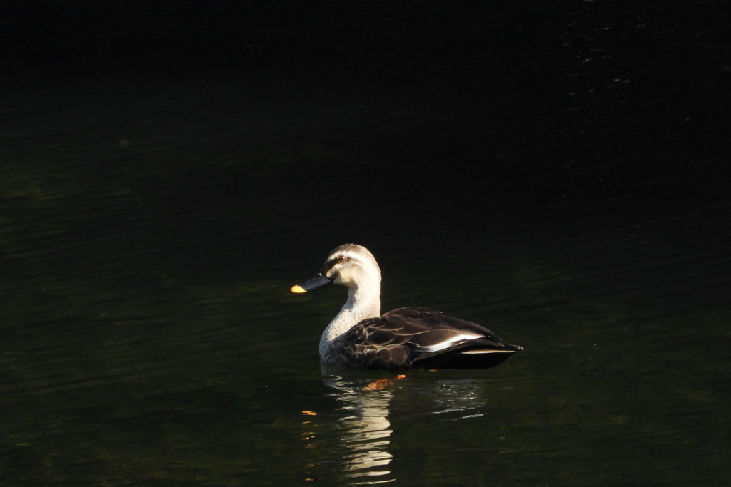 超望遠コンデジで　ⅱ