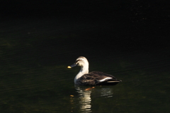 超望遠コンデジで　ⅱ