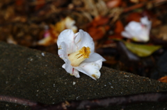 咲く花あればⅣ