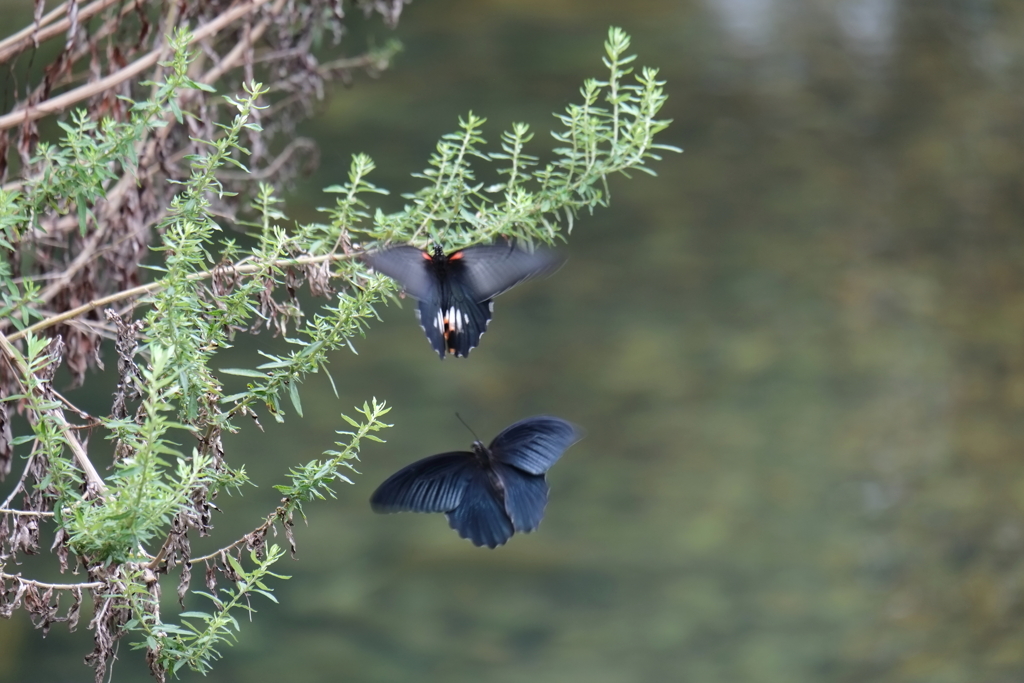 ランデブー　ⅰ