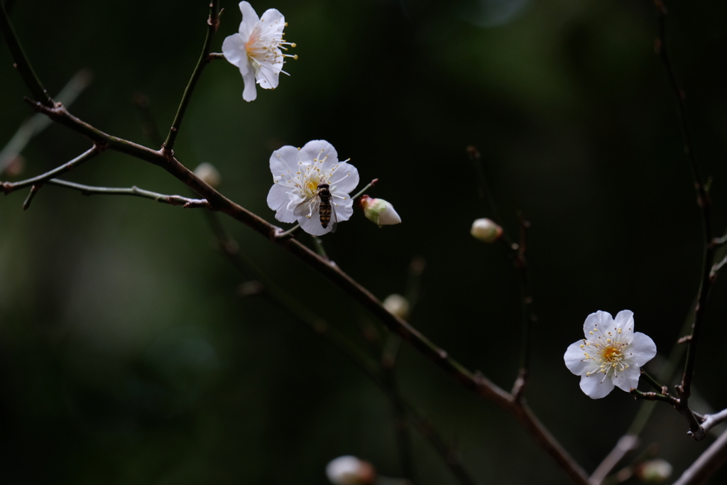 咲き始めたよ　参