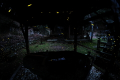 姫ボタル　小雨に舞う