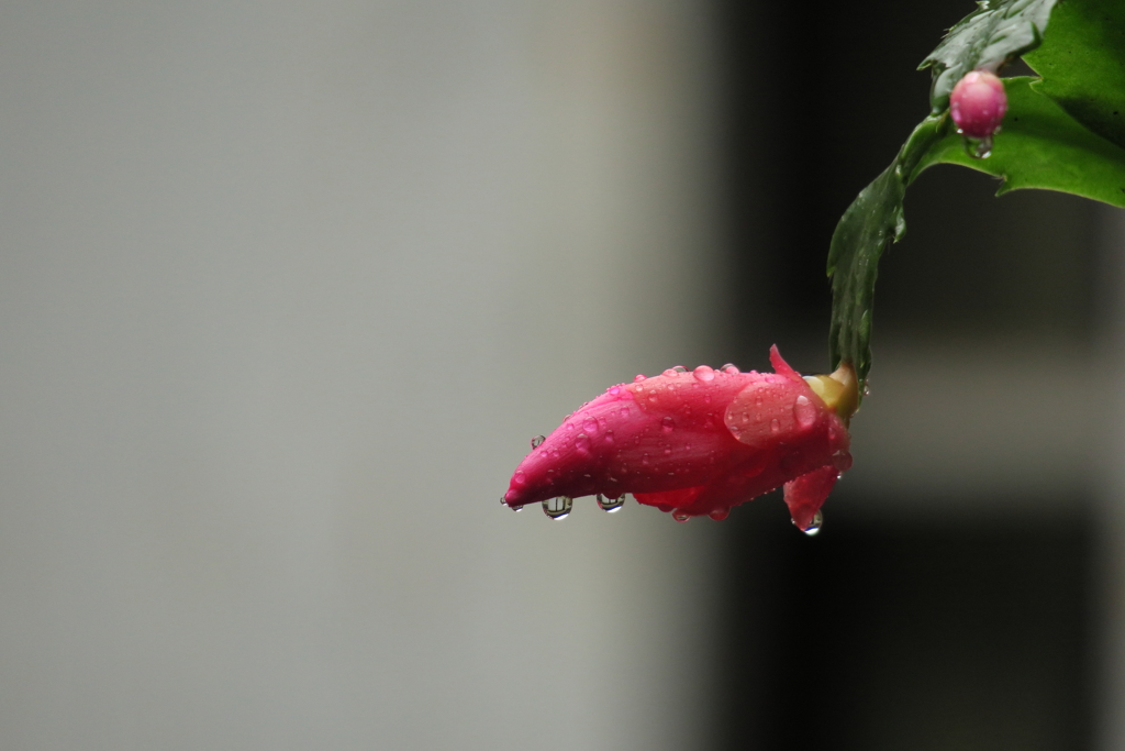 今日は雨Ⅲ