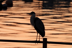 漁村の夕暮れ　ⅷ