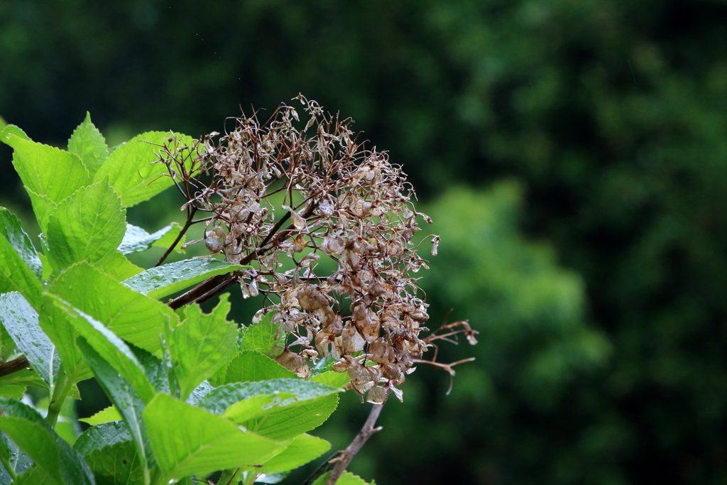 雨上がりの午後　ⅲ