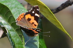 アカタテハ　ⅳ