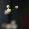 木瓜の花Ⅱ