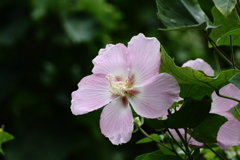 気になる花たちⅣ