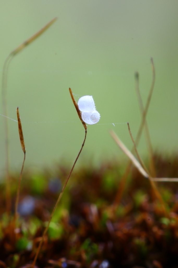 苔の花