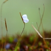 苔の花