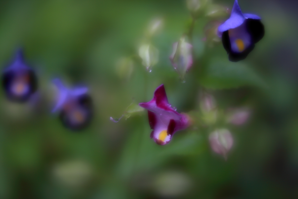 朝の庭先で　暗