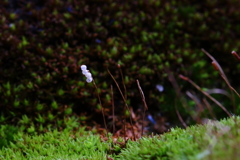 苔の花Ⅲ
