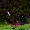 苔の花Ⅲ