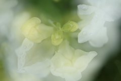 雨上がりのお遊びⅢ