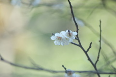 梅の香り　四