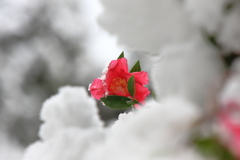 雪に震える　弐