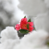 雪に震える　弐