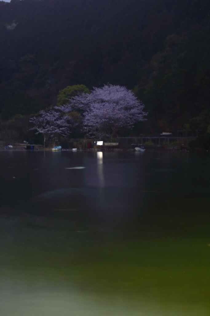 島の夜桜Ⅱ