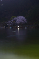 島の夜桜Ⅱ
