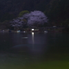 島の夜桜Ⅱ