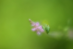 ソフトレンズでⅡ