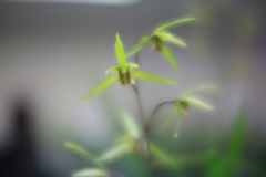 寒蘭　壱