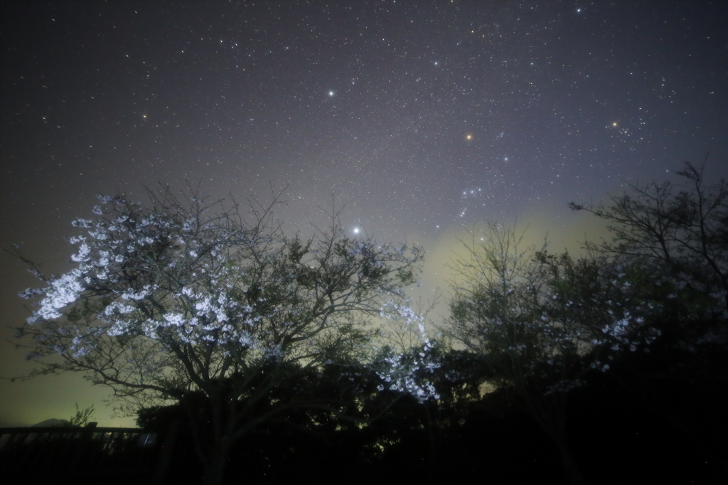 島の夜桜