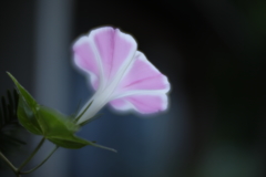 朝顔