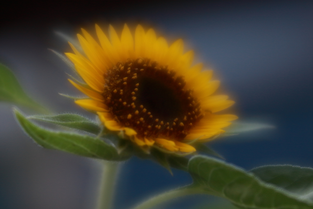 ミニひまわり　ⅰ