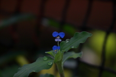 近所のモデルさん　Ⅴ