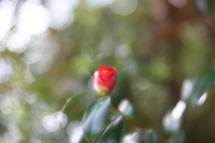 初雪ちらつく中で　弐