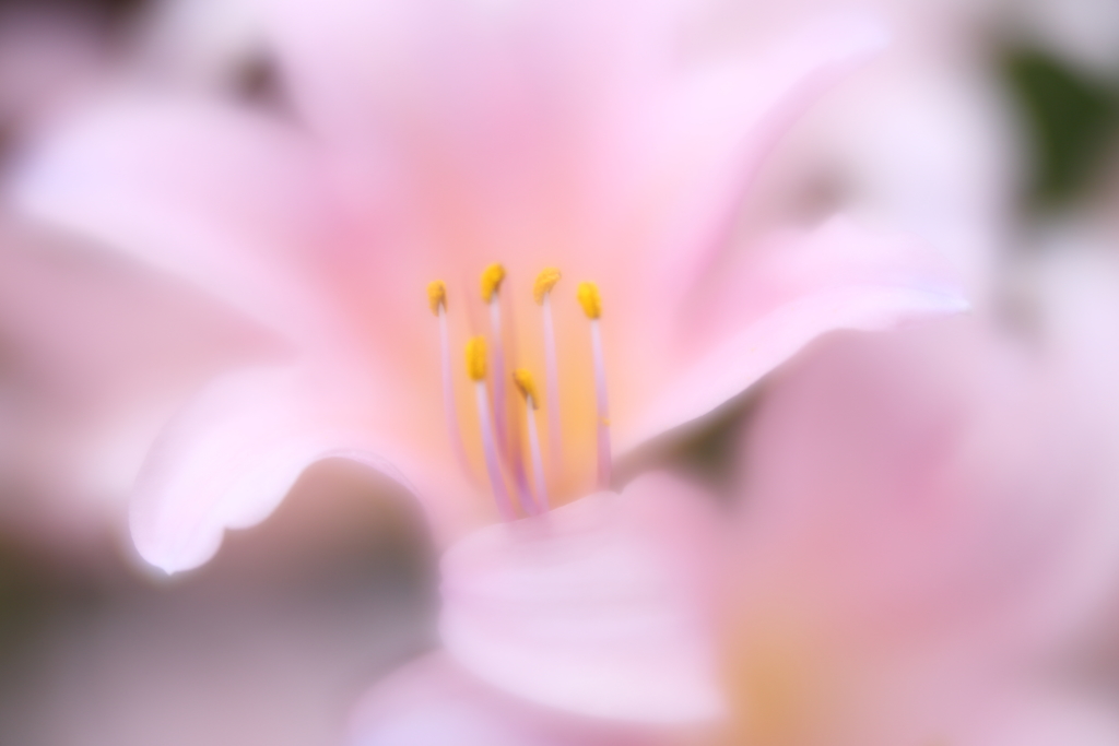夏水仙Ⅲ