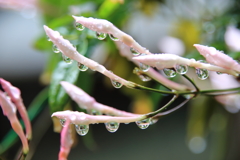 雨の一日　ⅲ