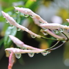 雨の一日　ⅲ