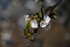 海辺の桜Ⅵ